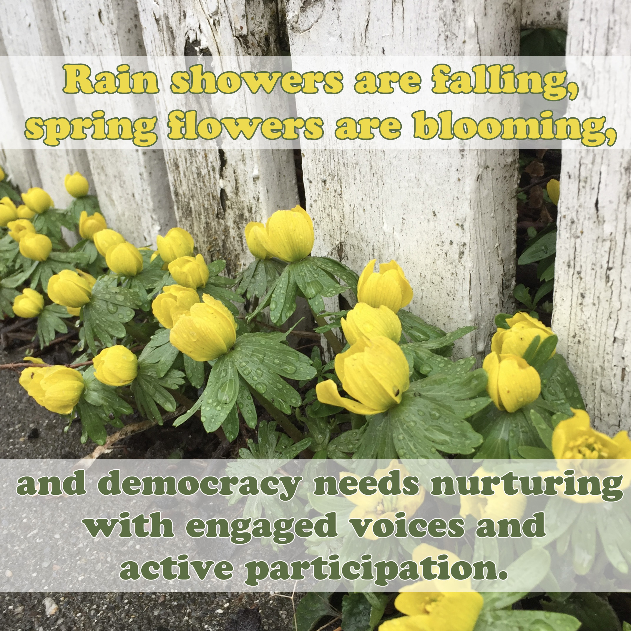 Picture of yellow spring flowers along a fence with the words rain showers are falling, spring flowers are blooming, and democracy needs nurturing with engaged voices and active participation.